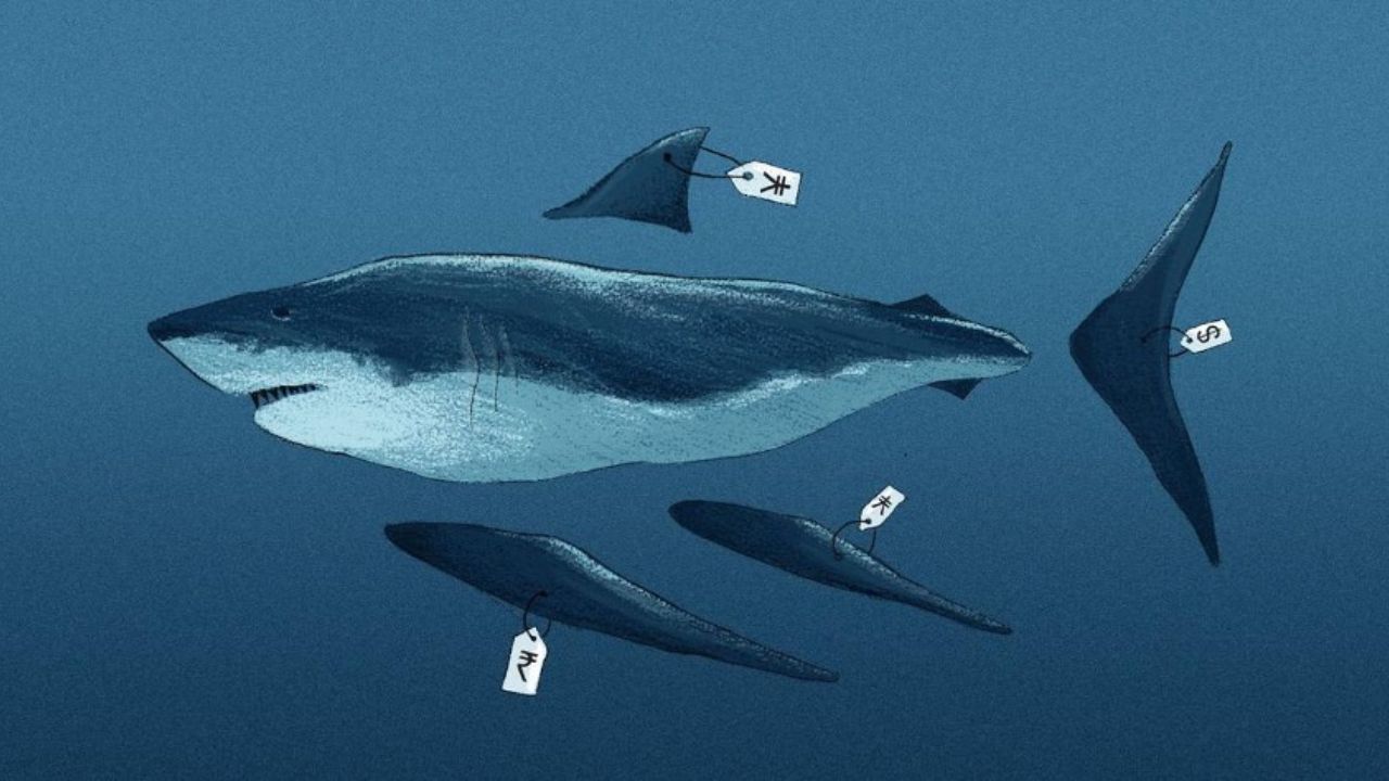 Usthadian Academy / Tamil Nadu Tops Illegal Trade in Shark Body Parts | 18 mar 2024 Usthadian Academy / Tamil Nadu Tops Illegal Trade in Shark Body Parts
